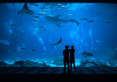 5 Fun Ways To Celebrate National Aquarium Month With Monterey