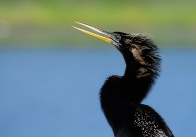 This Thanksgiving, Get To Know The Water Turkey (AKA Anhinga)