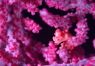 Pink Views For Valentine’s Day Snorkeling