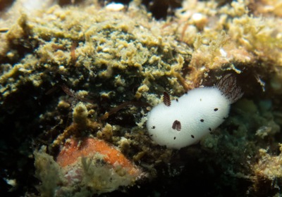 This Easter, Get To Know The Sea Bunny Slug