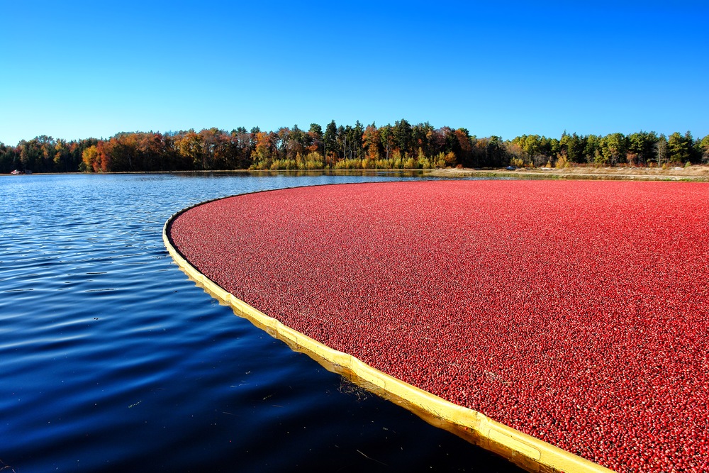 Cruising Through Cranberry History