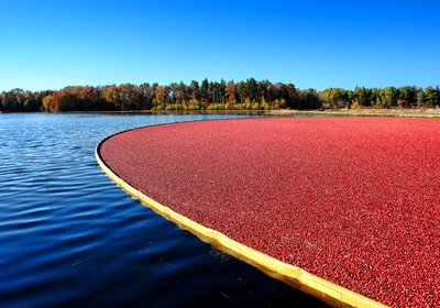 Cruising Through Cranberry History