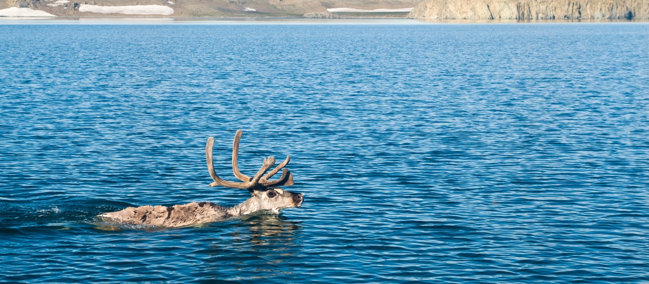 Do Reindeer Swim, Too?