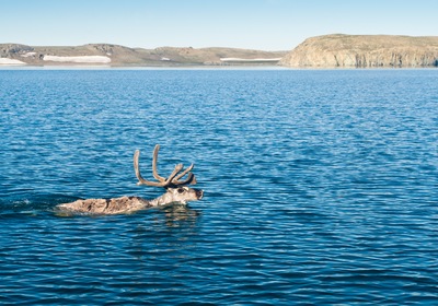 Do Reindeer Swim, Too?