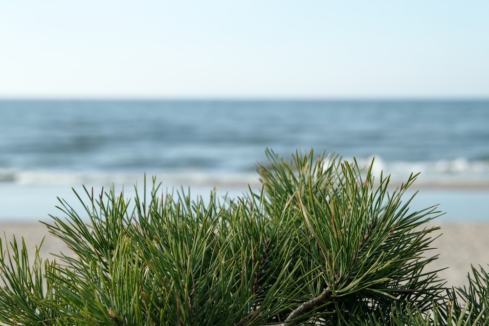 How Fresh Pine Can Add Festive Flair To Your Monterey Boat