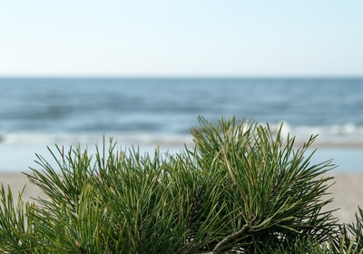 How Fresh Pine Can Add Festive Flair To Your Monterey Boat