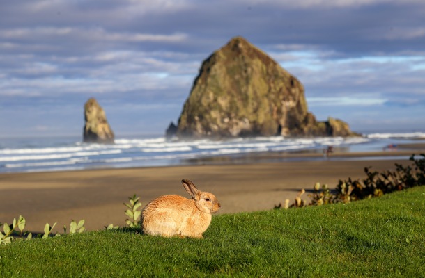Meet The Beach Bunnies Of Coastal Oregon