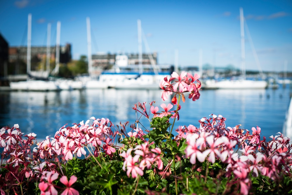 Monterey’s Guide To Gardening On The Water