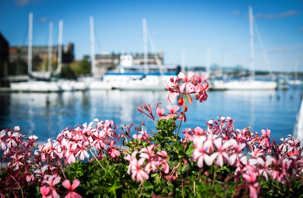 Monterey’s Guide To Gardening On The Water
