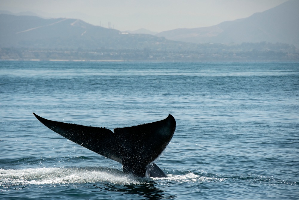 Welcome Fall With Whale-Watching Wonder