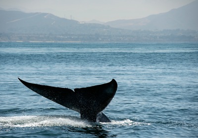 Welcome Fall With Whale-Watching Wonder
