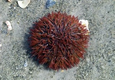 The Sea Urchin