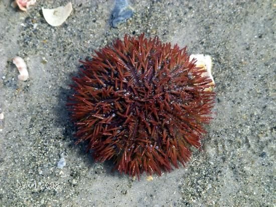 The Sea Urchin