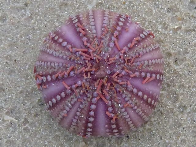 The Sea Urchin