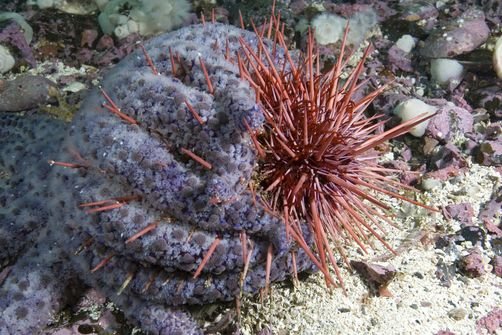 The Sea Urchin