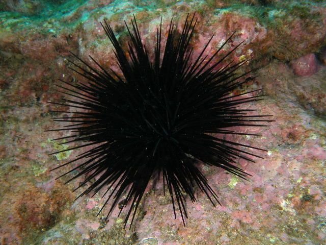 The Sea Urchin