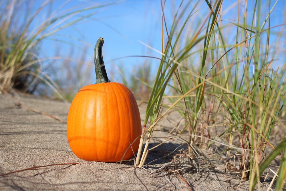 A Culinary Cruise Through Pumpkin Pie History