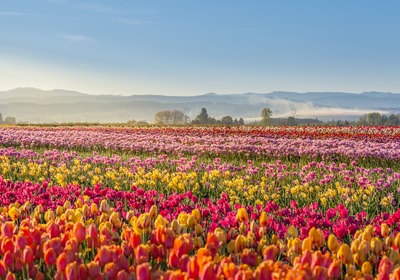 It’s Time For Tulips: Discover Pacific Northwest Colors On Your Monterey Boat