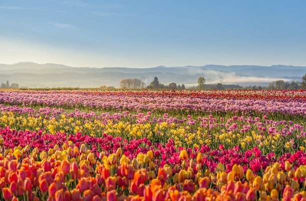 It’s Time For Tulips: Discover Pacific Northwest Colors On Your Monterey Boat