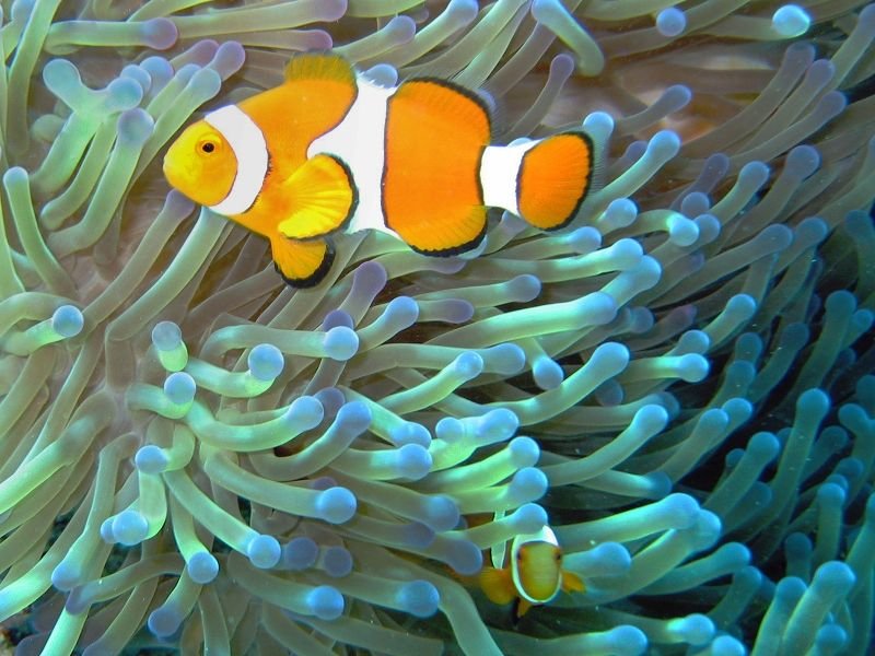 The Sea Anemone
