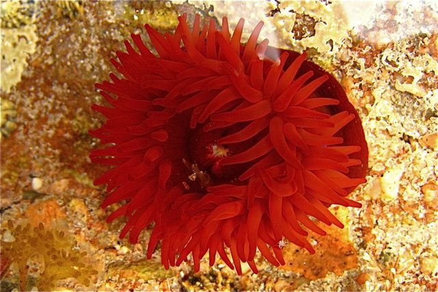 The Sea Anemone 