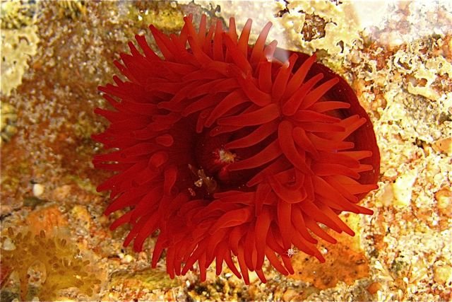 The Sea Anemone