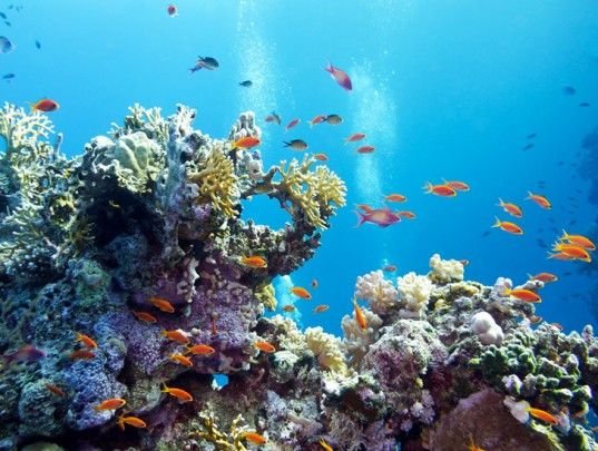 Coral Reefs at the Crossroads