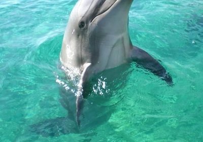 Swimming with the Dolphins