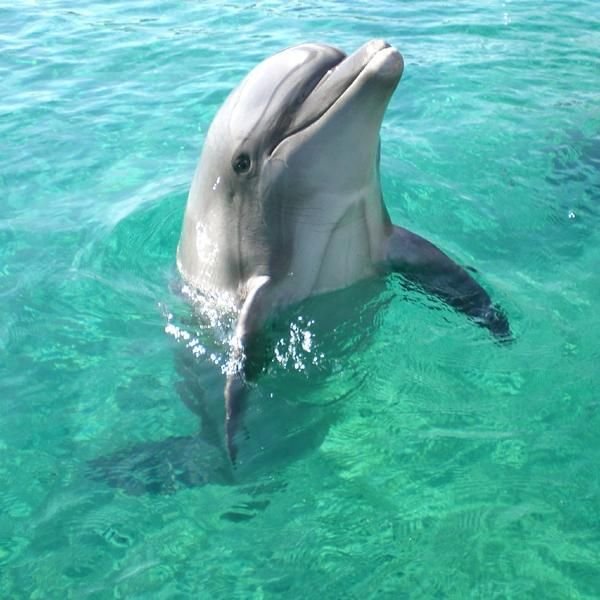 Swimming with the Dolphins