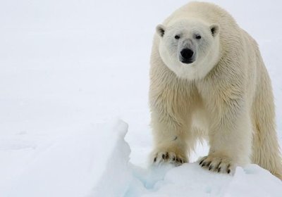Polar Bears at the North Pole