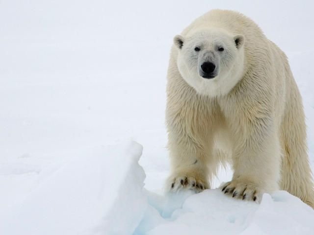 Polar Bears at the North Pole