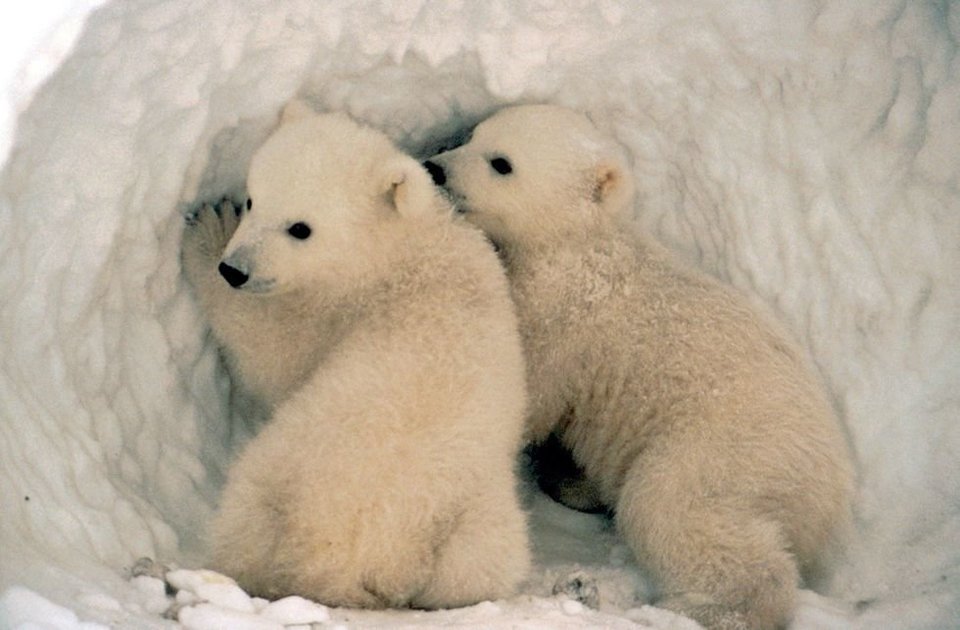 Polar Bears at the North Pole