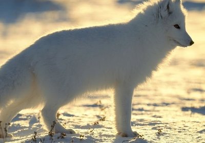 Animals of the North Pole