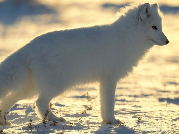 Animals of the North Pole