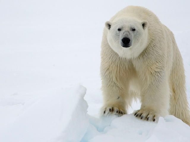 Animals of the North Pole