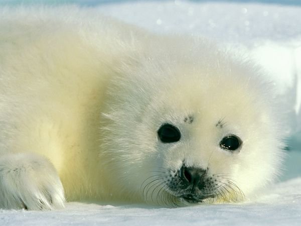 Animals of the North Pole