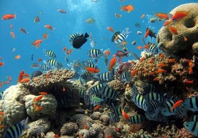 Colorful Reefs Around the World