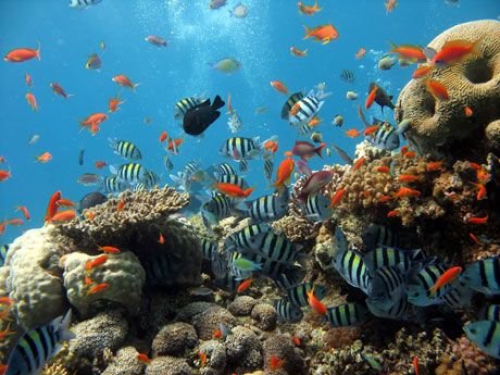 Colorful Reefs Around the World