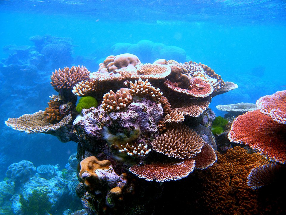 The Coral Reef