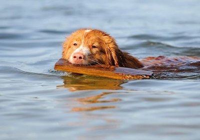 Raising Man's Best Friend on the Water