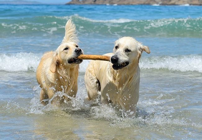 Raising Man's Best Friend on the Water