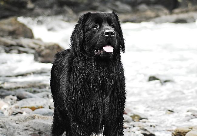 Raising Man's Best Friend on the Water