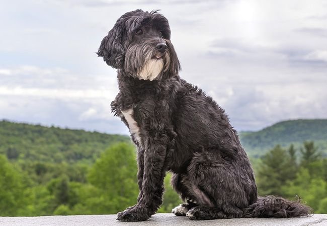 Raising Man's Best Friend on the Water