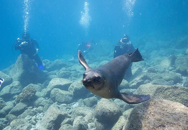 Scuba Diving: How to Get Started