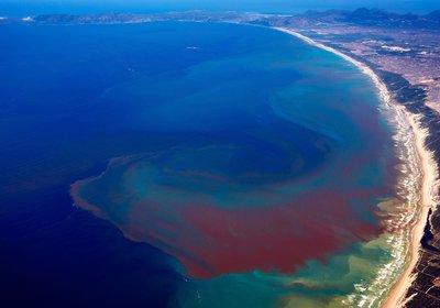 What's Behind a Red Tide?
