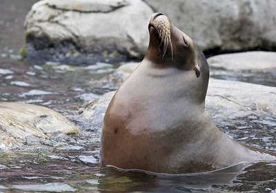 A Sea Lion's Journey