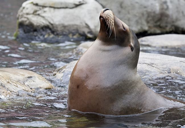 A Sea Lion's Journey