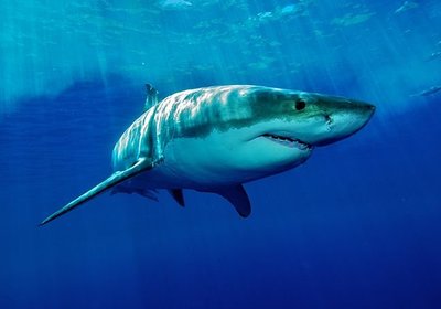 The Great White Shark Tagging Project