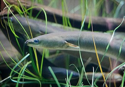 The American Eel: Close to Extinction