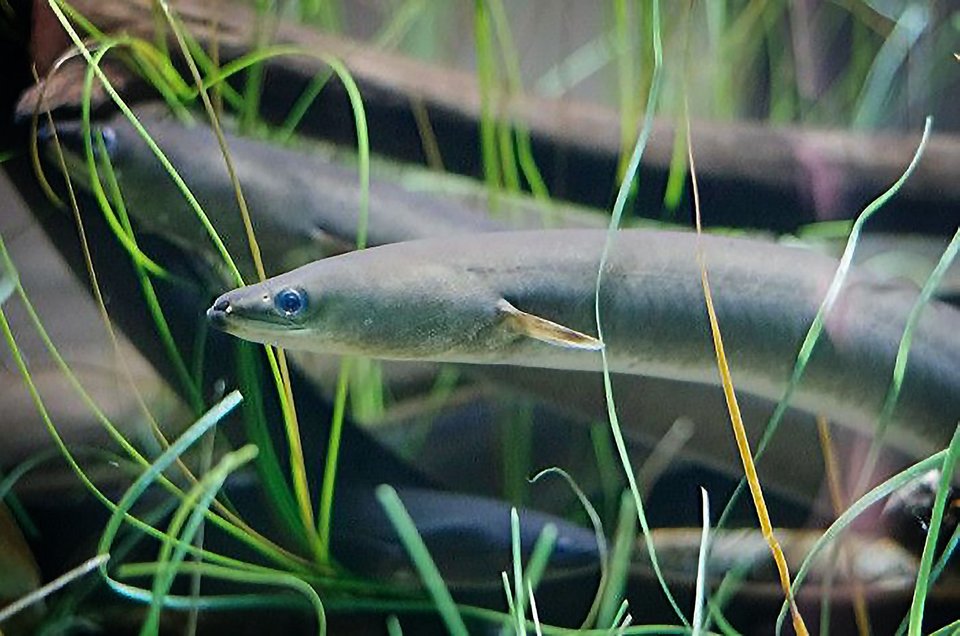 The American Eel: Close to Extinction